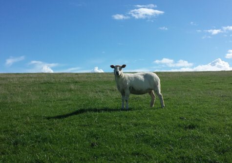 Landwirtschaftliche Fläche zum Kauf